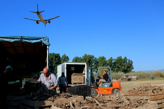 Farmers in El Prat de Llobregat, near Barcelona's airport (by Gemma Sánchez)